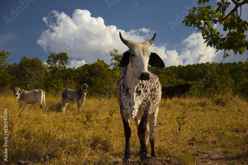 Brazil is one of the largest meat producers in the world, with over 209 million head of cattle. Minas Gerais is the second largest cattle rancher state, with 24 million animals.