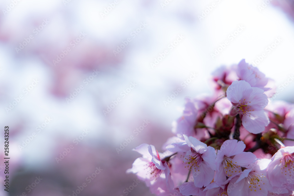 Fototapeta premium 春の桜