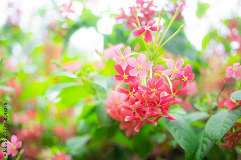 Obraz premium Beautiful pink Rangoon creeper flowers in park