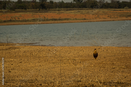Hawk known as Carcará, typical of the Brazilian Cerrado, on the banks of the Três Marias dam, in São Francisco river. This dam is the last point where the bruise dam mud from Brumadinho can reach.