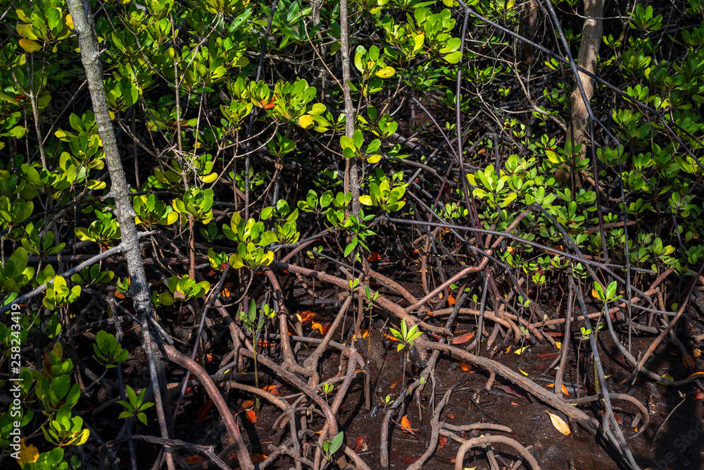 Mangrove trees forest,in Chanthaburi Thailand. Mangrove trees forest,in Chanthaburi Thailand.