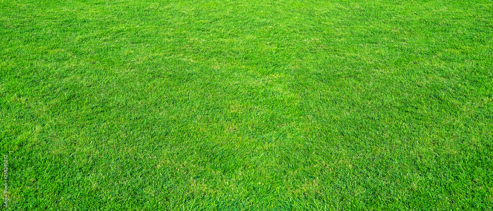 Landscape of grass field in green public park use as natural background or backdrop. Green grass texture from a field. Landscape of grass field in green public park use as natural background or backdrop. Green grass texture from a field.