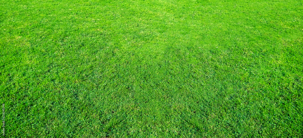 Landscape of grass field in green public park use as natural background or backdrop. Green grass texture from a field. Landscape of grass field in green public park use as natural background or backdrop. Green grass texture from a field.