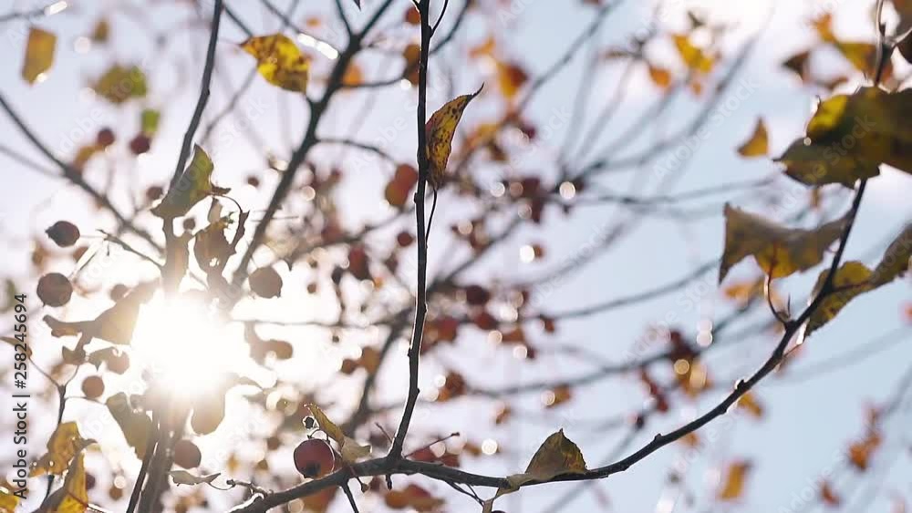 close view tree branches with yellow leaves and frozen paradise apples swing in light breeze against bright sunshine close view tree branches with yellow leaves and frozen paradise apples swing in light breeze against bright sunshine