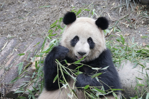 Funny Pose of Panda Cub in a Playground, Chengdu, China