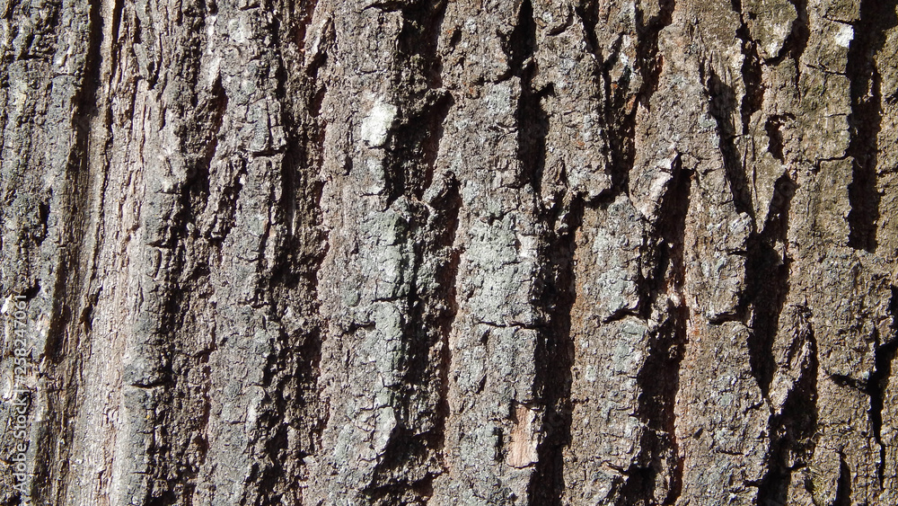 Obraz premium Bark texture. Oak.