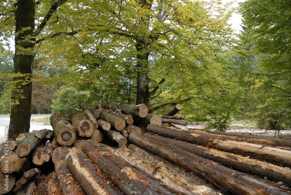 Amazing views of trees in the forests of Turkeys Mountains Amazing views of trees in the forests of Turkeys Mountains