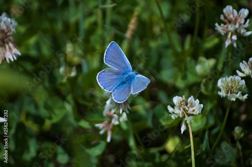 blue butterfly on a flower © Анастасия Огнева