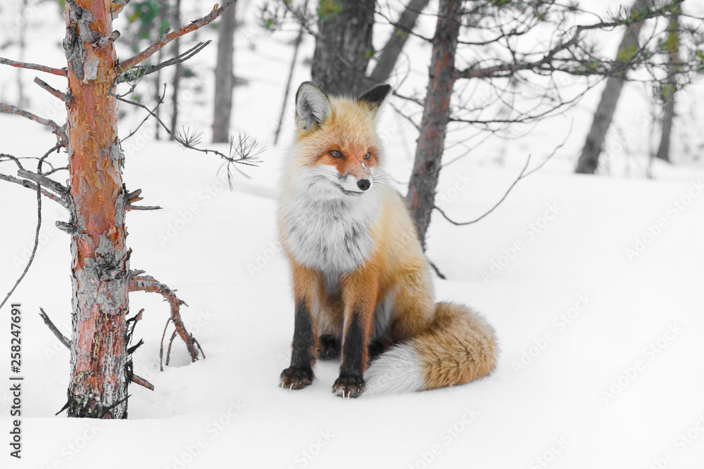 Obraz premium red emotion fox in russian winter forest