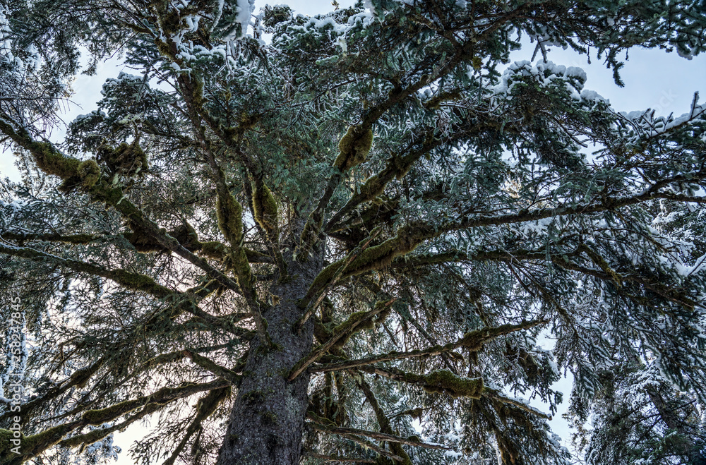 Giant spruce with snow Giant spruce with snow