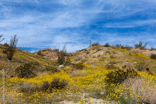 Desert landscape with blooming wild flowers in Anza Borrego Desert State Park, California