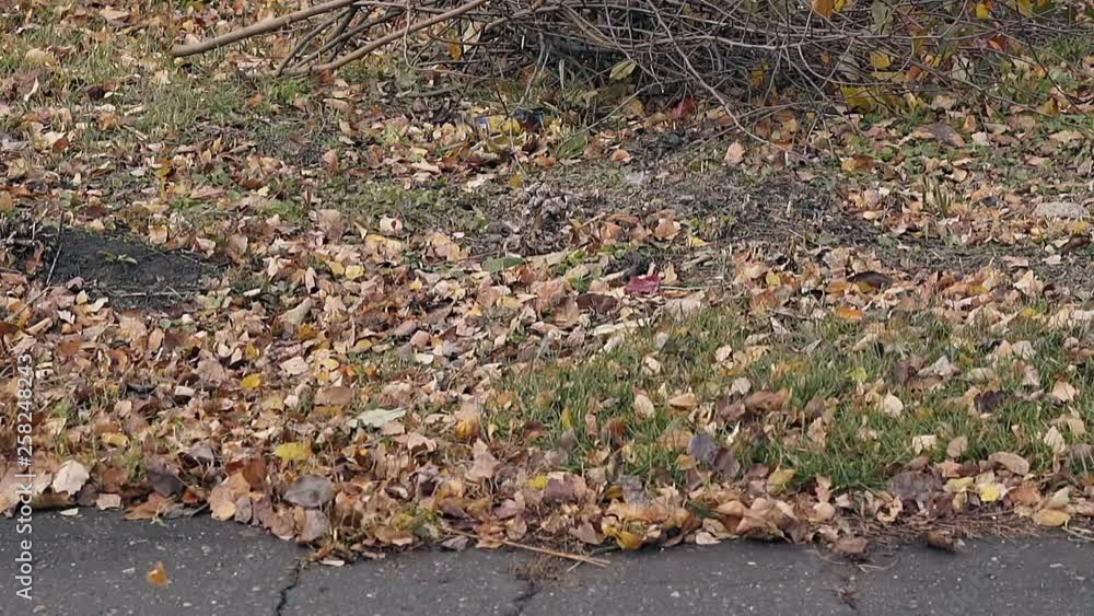 small dry fallen leaves lie on grass near dark asphalt sidewalk in park and shake in light autumn wind small dry fallen leaves lie on grass near dark asphalt sidewalk in park and shake in light autumn wind