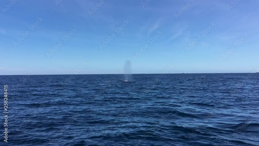 Couple of Humpback Whales That Reach the Surface of the Sea to Breathe and Show Their Tails in Cabo San Lucas. Couple of Humpback Whales That Reach the Surface of the Sea to Breathe and Show Their Tails in Cabo San Lucas.
