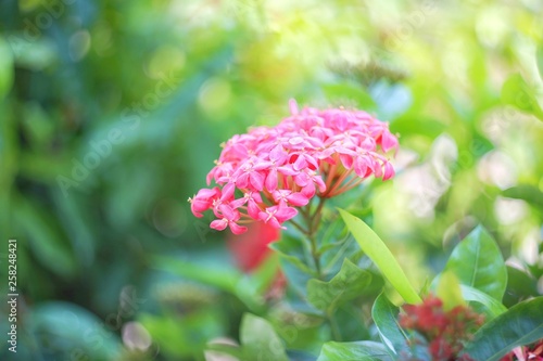 Beautiful flora Ixora blooming 