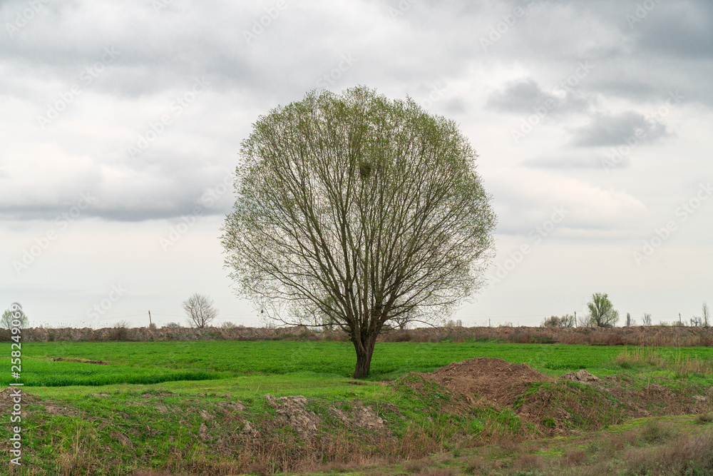 Lonely tree on a farm field in spring Lonely tree on a farm field in spring