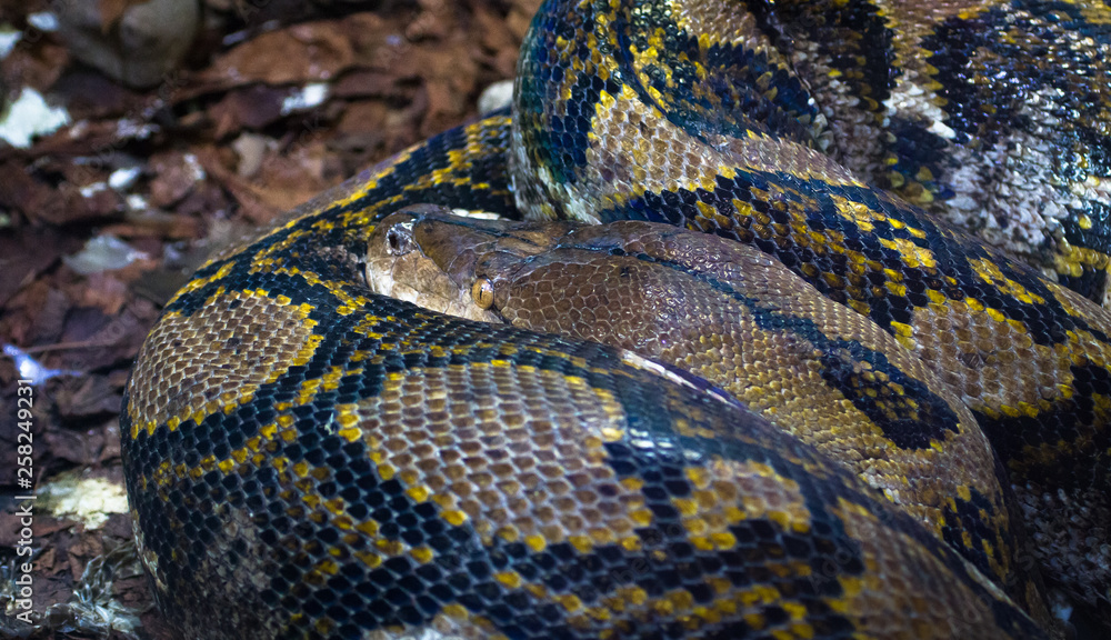 Obraz premium Dorosły pyton siatkowaty (Python reticulatus), jeden z największych węży na świecie, zwinięty i śpiący.
