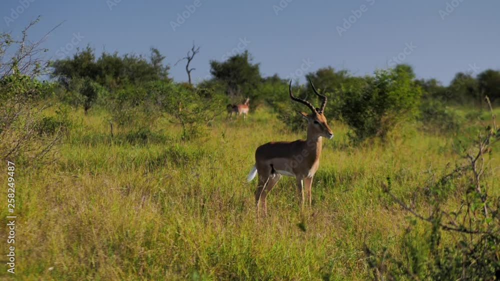 Frighten antelope gets chased away by dominant alfa male Frighten antelope gets chased away by dominant alfa male