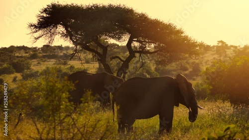 Two adult elephants in the wild at sunset