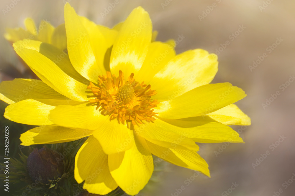 A flower of Adonis vernalis, known variously as yellow pheasant's eye. Close up foto. A flower of Adonis vernalis, known variously as yellow pheasant's eye. Close up foto.