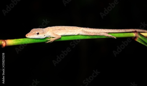 A female brown anole (Norops sagrei) sleeping on vegetation at night in Belize. photo