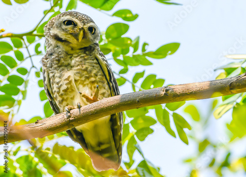 Close-up of a Spotted Owlet on branch show two fingers with beautiful green leaves and piercing eyes looking into the camera - Image