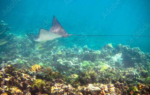A spotted eagle ray (Aetobatus narinari) swims along the coral reef in the Carribean Sea. Corn Islands, Nicaragua.