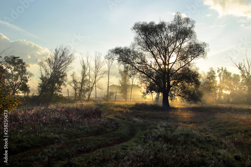 dawn in the autumn grove