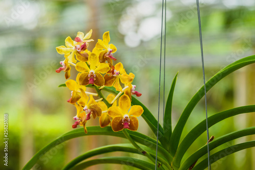 Beautiful orchid flower and green leaves background in the garden