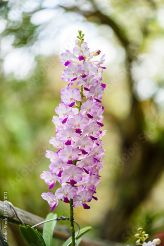 Beautiful orchid flower and green leaves background in the garden