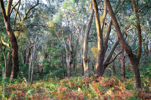 Forest scenery in the Greens Bush area of the Mornington Peninsula, Victoria, Australia.