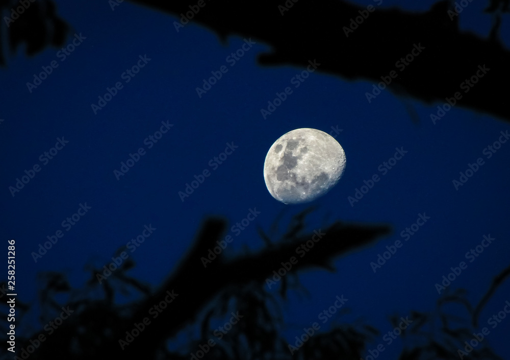 Fototapeta premium Looking at the moon through tree branches. Victoria, Australia.