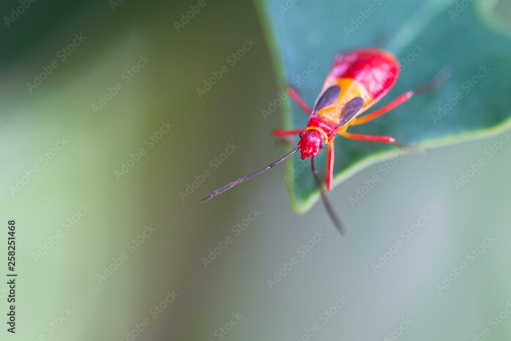 Naklejka premium A red insect crawls to the tip of a leaf in the jungle of Costa Rica.