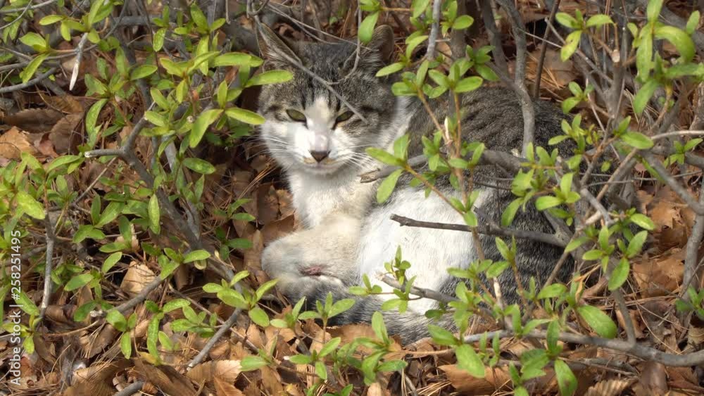 Sleepy white grey cat in a bush blinking his eyes trying to get a nap Sleepy white grey cat in a bush blinking his eyes trying to get a nap