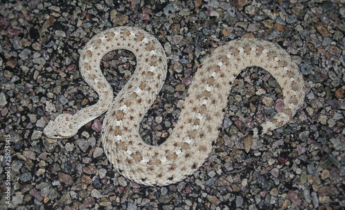 Sidewinder Rattlesnake (Crotalus cerastes)