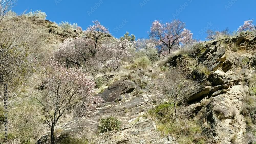 Sakura Trees on Mountain and Blue Sky Tilt Shot Sakura Trees on Mountain and Blue Sky Tilt Shot