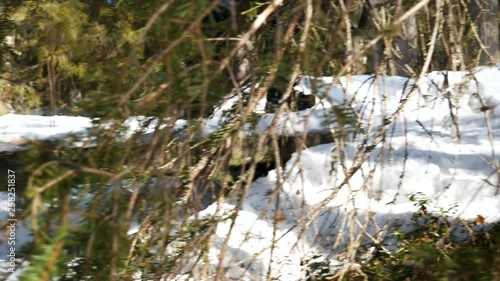 man walking acorss footbridge in northen sweden, shot on tripod during spring photo