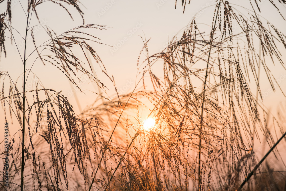 Obraz premium soft focus Poaceae Grass and sunlight.