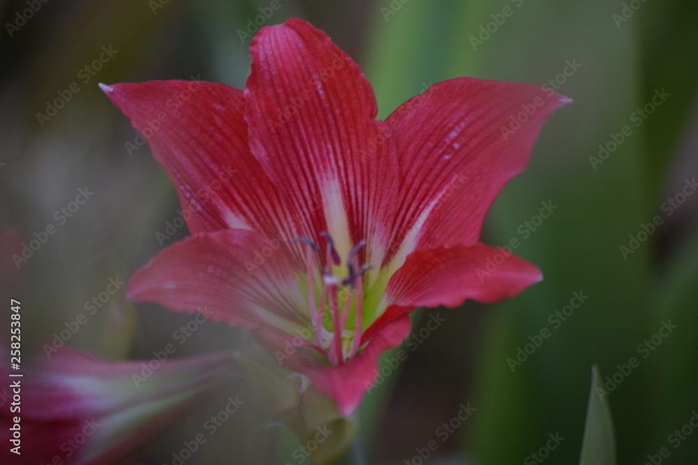 Fototapeta premium Macro-Flower