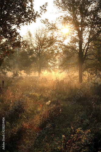 Autumn sunrise in the grove on the riverbank