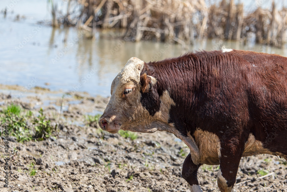 Fototapeta premium Cows at a watering place on a pond in spring