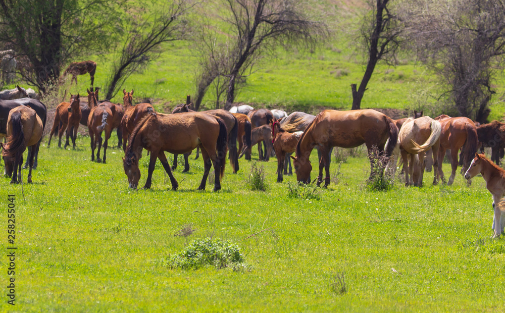Horses graze on green grass in spring