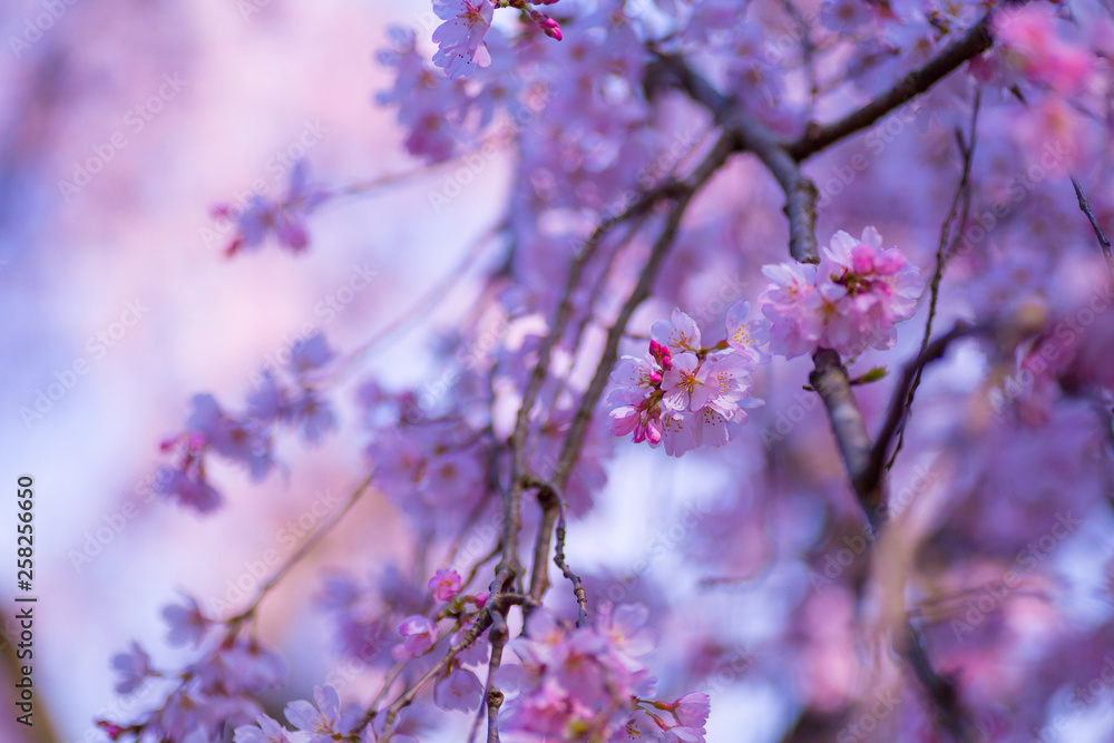 京都のしだれ桜