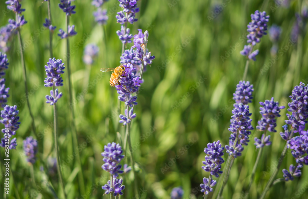 Obraz premium Lavender flower field