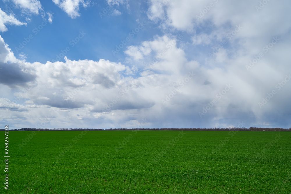 Image of a field of young wheat. Image of a field of young wheat.