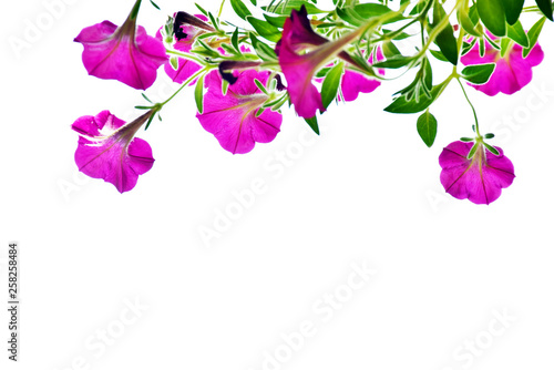 Petunia flowers blooming on white background