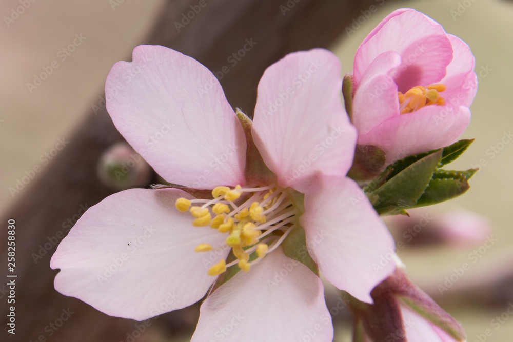 Almond orchard near Hustopece, Czech Republic, Europe