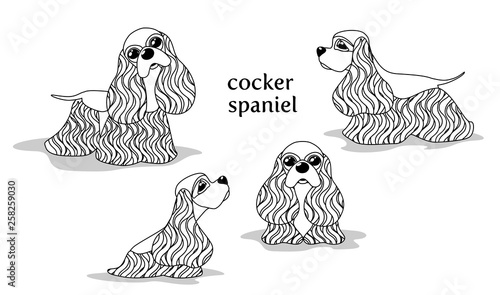 Quadro em tela Vector illustration of Cocker Spaniel in various poses