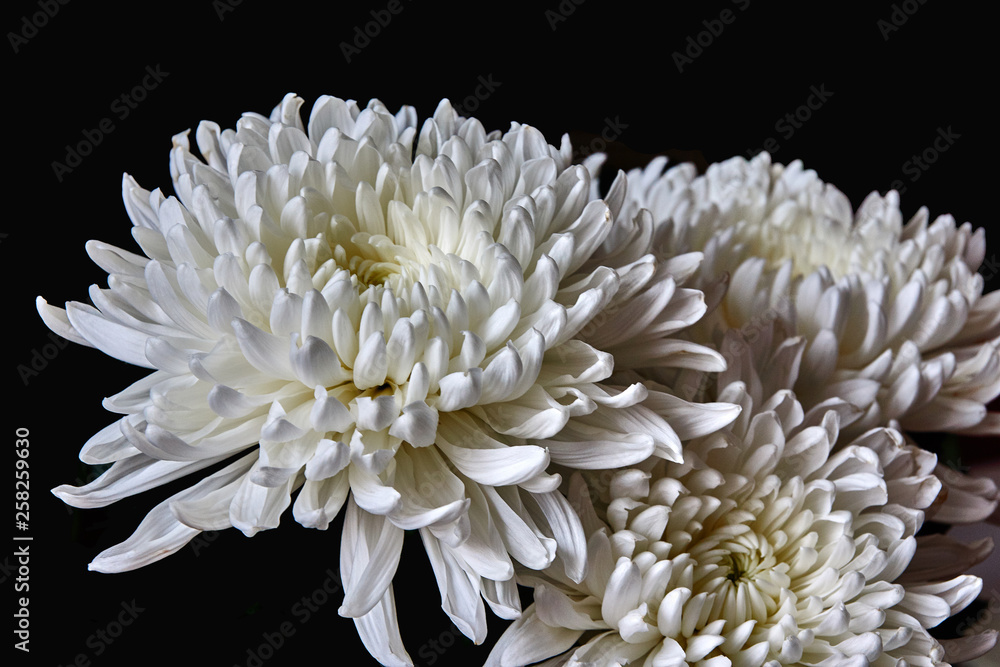 White chrysanthemums are spherical in shape with a green core on a blurred background. Russia, Moscow, holiday, gift, mood, nature, flower, plant, bouquet, macro White chrysanthemums are spherical in shape with a green core on a blurred background. Russia, Moscow, holiday, gift, mood, nature, flower, plant, bouquet, macro