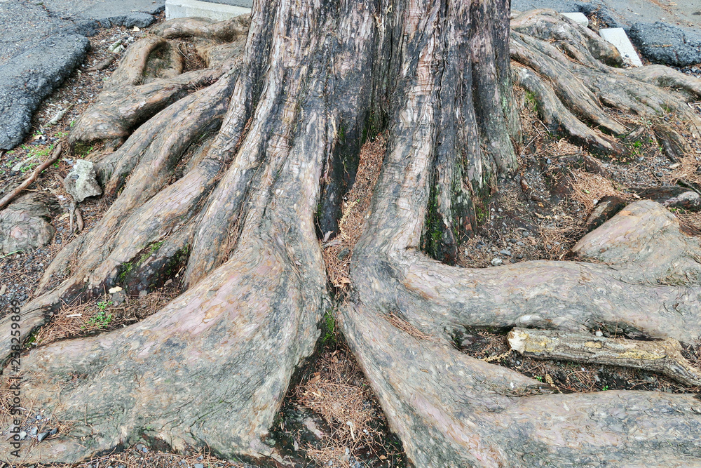 Fototapeta premium 木の根