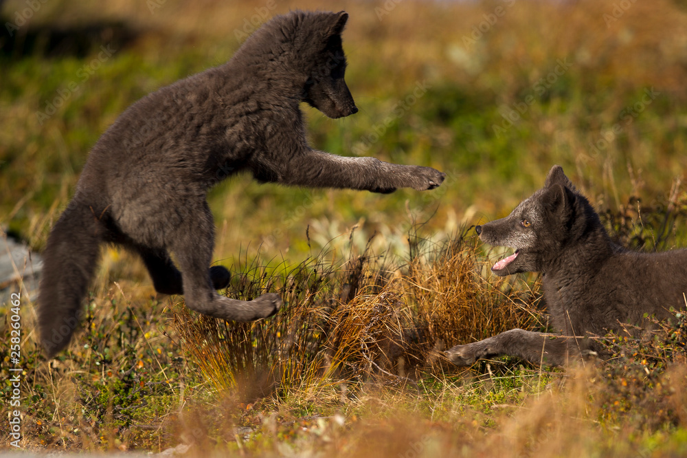 Ein junger, dunkler Polarfuchs im Sprung auf sein Geschwister Ein junger, dunkler Polarfuchs im Sprung auf sein Geschwister